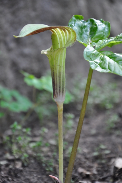 Flowers Jack in the pulpit