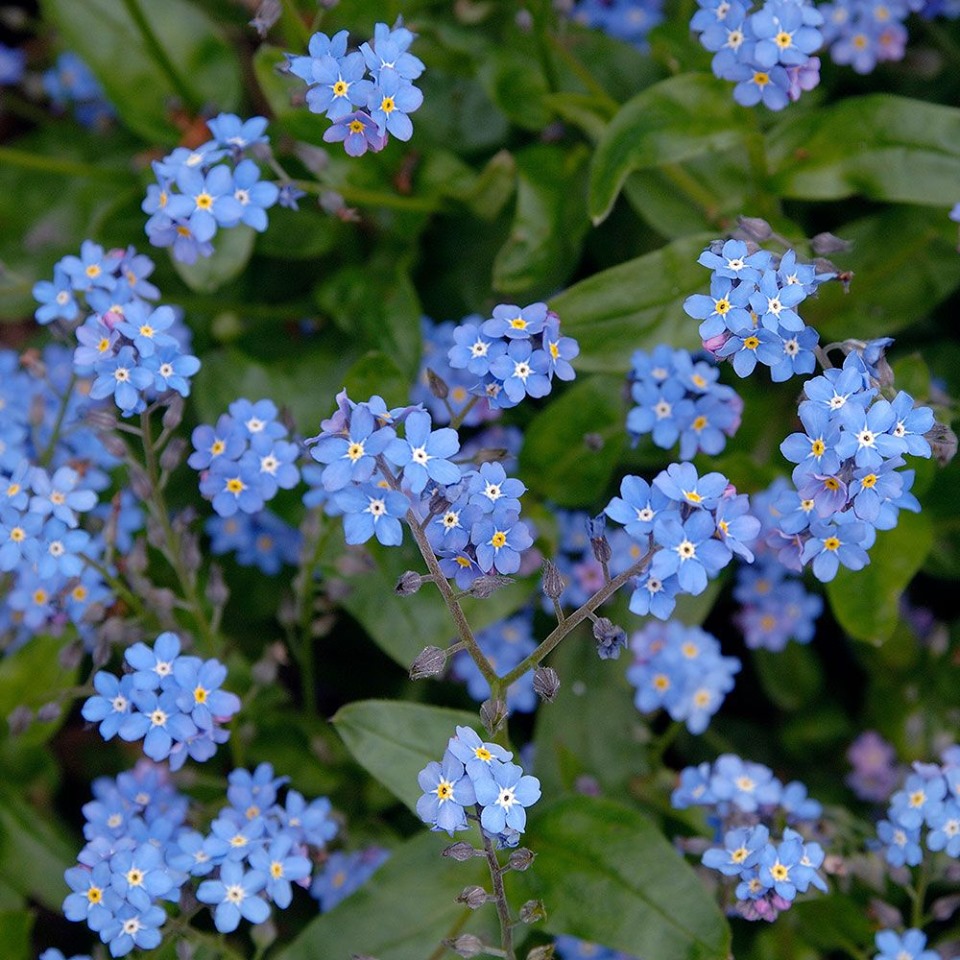 flowers forget me nots 9 2019